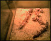 more babies