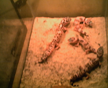 more babies