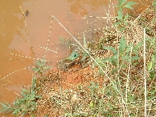 Sitting Frog
