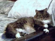 Snugglebug