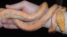 Lavender Albino Retic