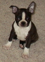 Wish my ear would stand!