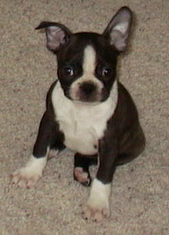 Wish my ear would stand!