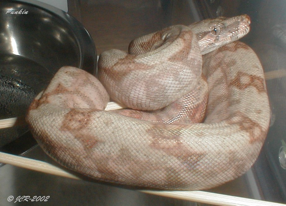 Female 02