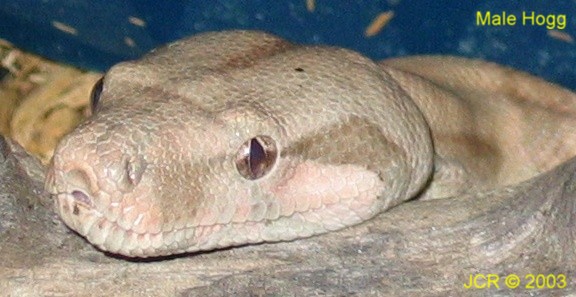 Male Hogg