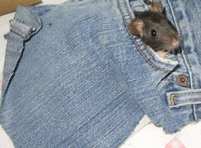 pocket girl
