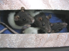 Rats!