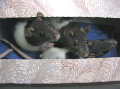 Rats!