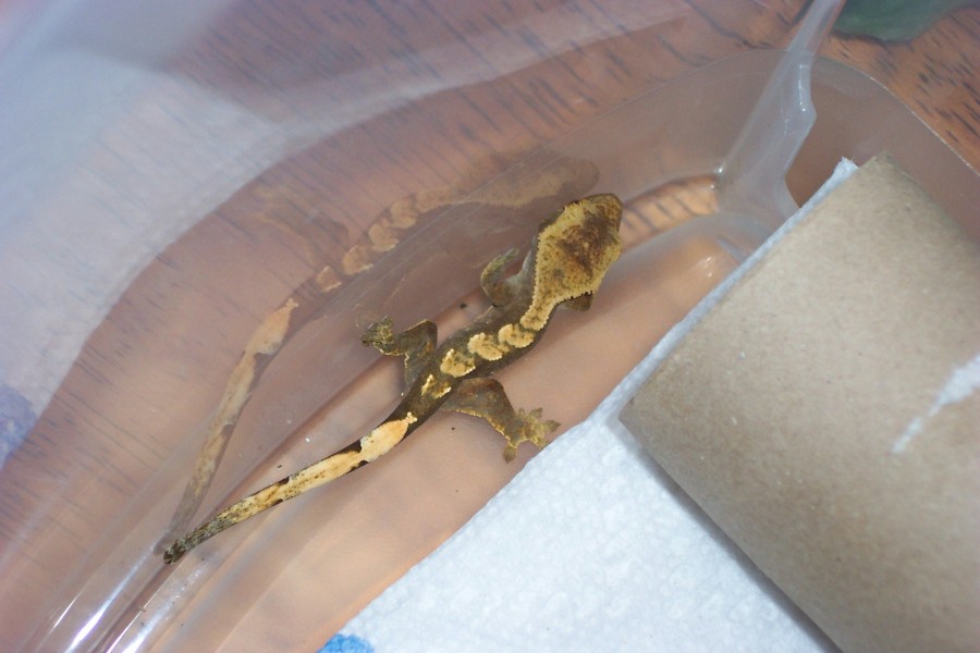 new baby