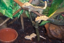 3 young cresteds from my adult pair