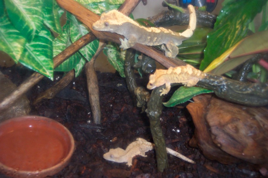 3 young cresteds from my adult pair