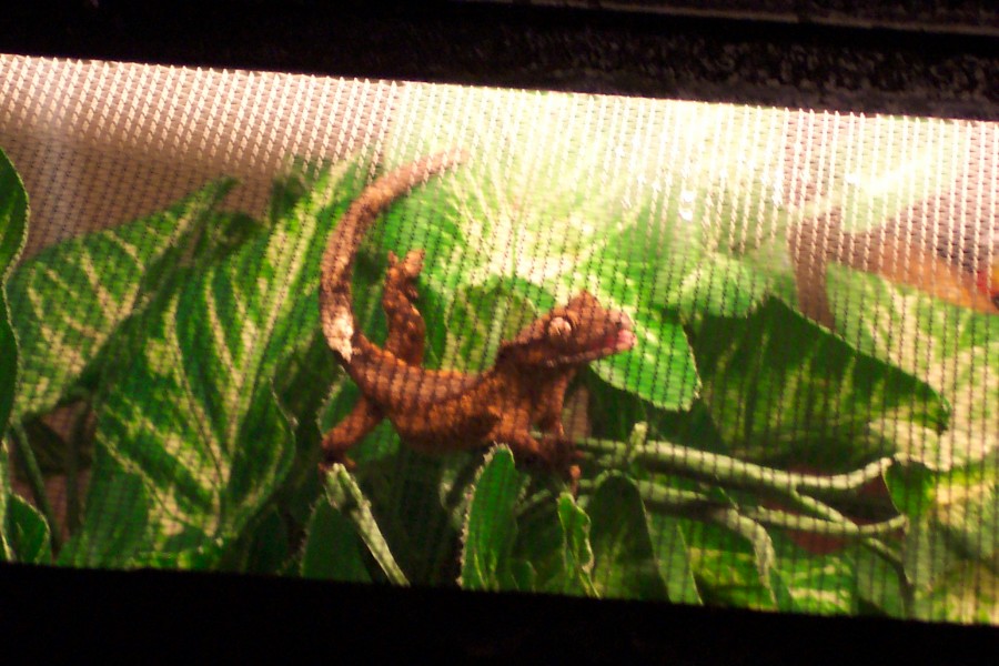Do you think he's happy to see me?