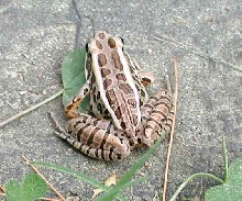 Rana palustris