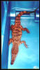 New Guinea Crocodile (C. novaguineae)
