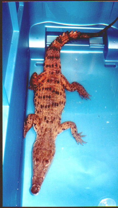 New Guinea Crocodile (C. novaguineae)