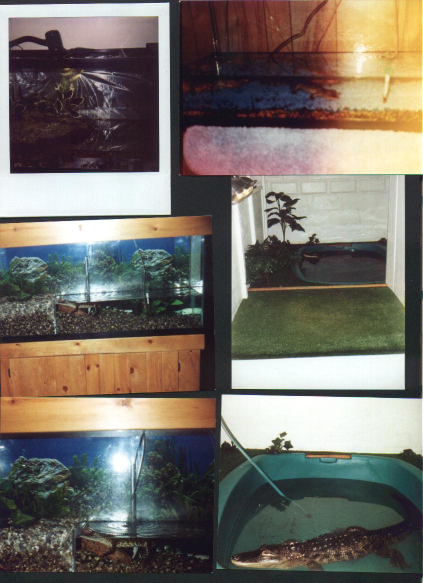 a few animals