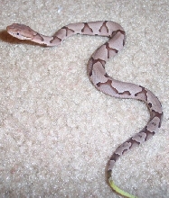 baby copperhead