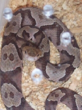 copperhead
