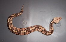 west african gaboon viper