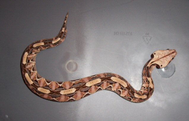 west african gaboon viper