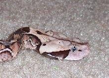 w.a. gaboon viper