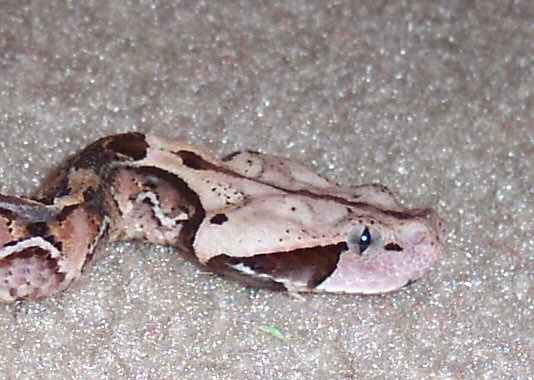 w.a. gaboon viper