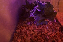 w.a. gaboon viper