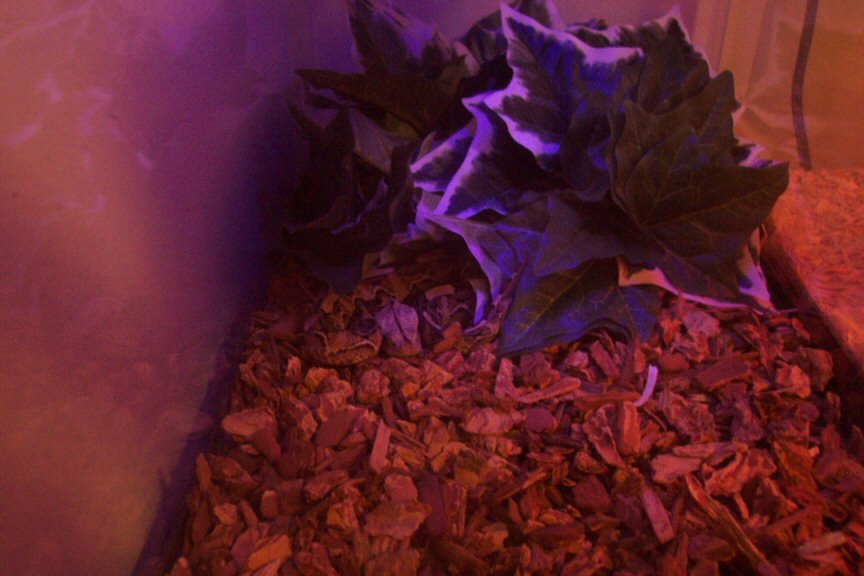 w.a. gaboon viper