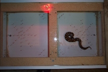 size comparison