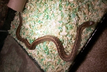 snake