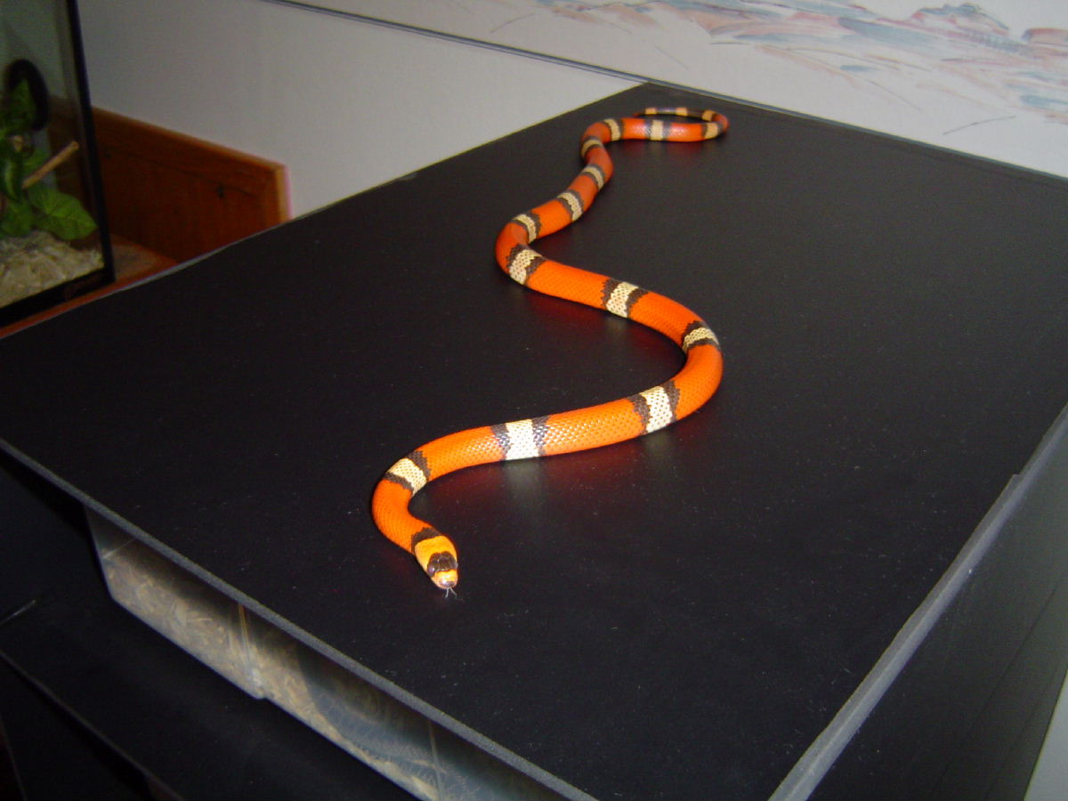 Lth2003M1Hypo