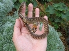 Woma