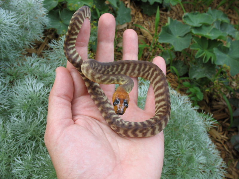 Woma