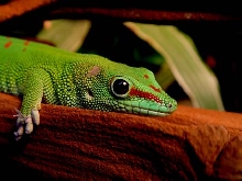 female