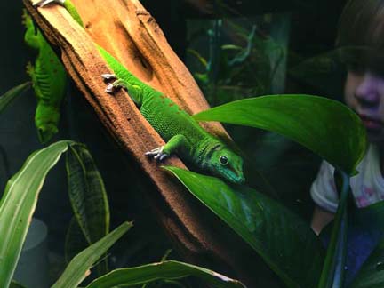 pair