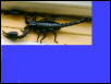 my water dragon