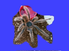 parahybana