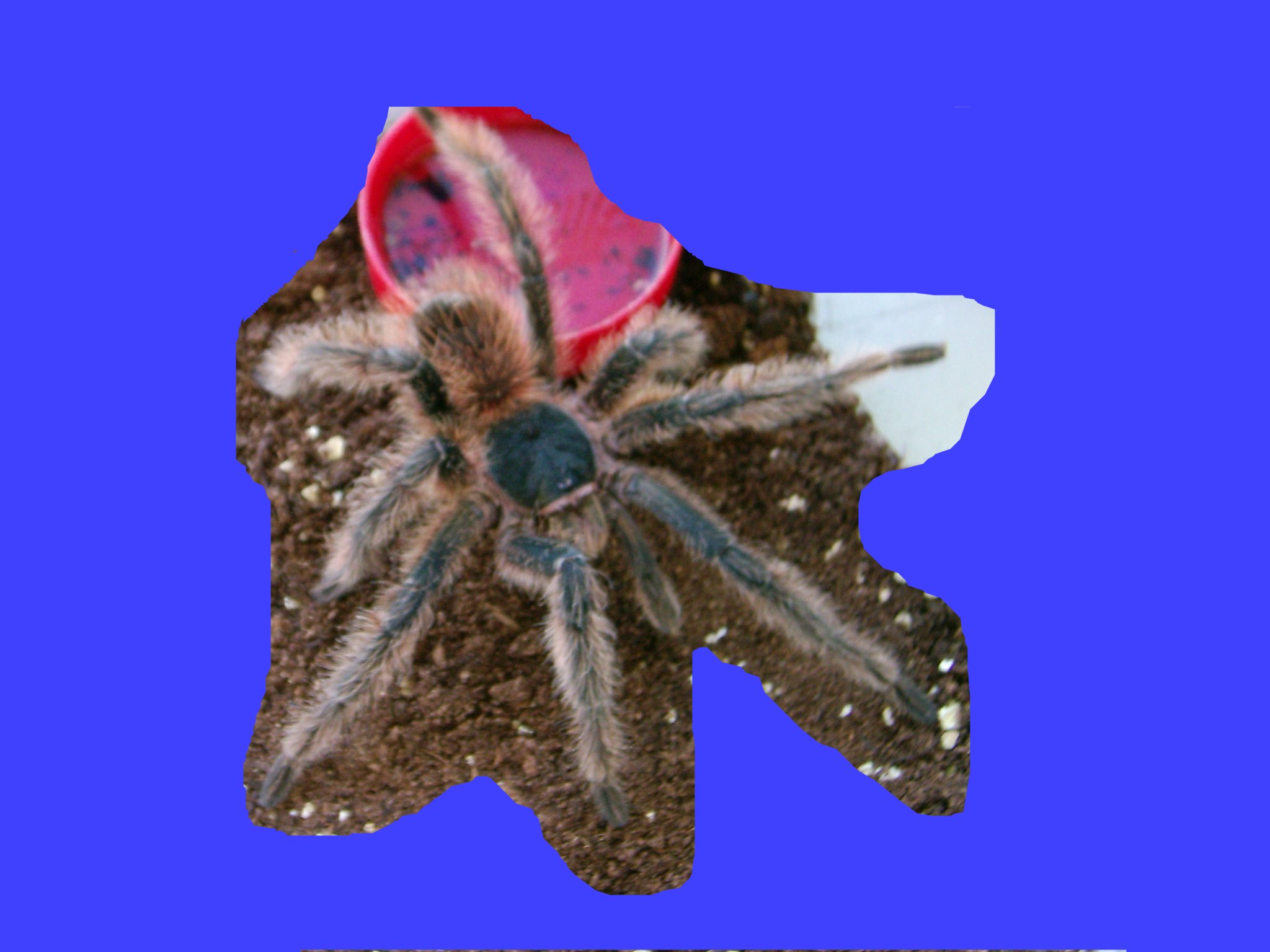 parahybana