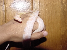 Snow Corn snake