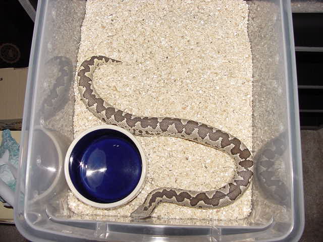 Rough Scale Sand Boa