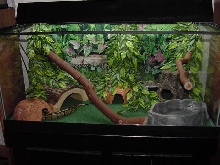 Ball Python tank