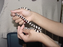 California Kingsnake