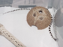 California Kingsnake
