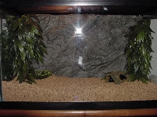 Kenyan Sand Boa tank