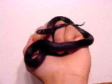 Mexican Black Kingsnake