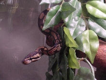 Just Hangin' Out - 2mth old BP