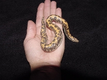 "Gimli", Kenyan Sand Boa - 5 mth