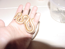 San Felipe Rosy Boa "Legalos"