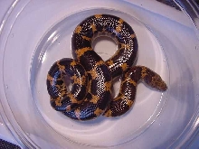 Saharan Sand Boa