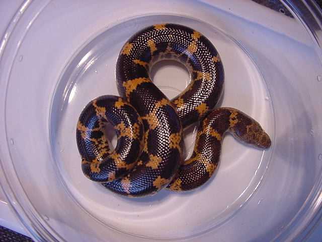 Saharan Sand Boa